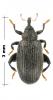 Orchestes fagi